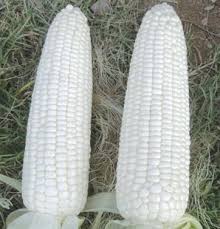 White Maize Manufacturer Supplier Wholesale Exporter Importer Buyer Trader Retailer in Mumbai Maharashtra India